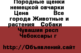 Породные щенки немецкой овчарки › Цена ­ 24 000 - Все города Животные и растения » Собаки   . Чувашия респ.,Чебоксары г.